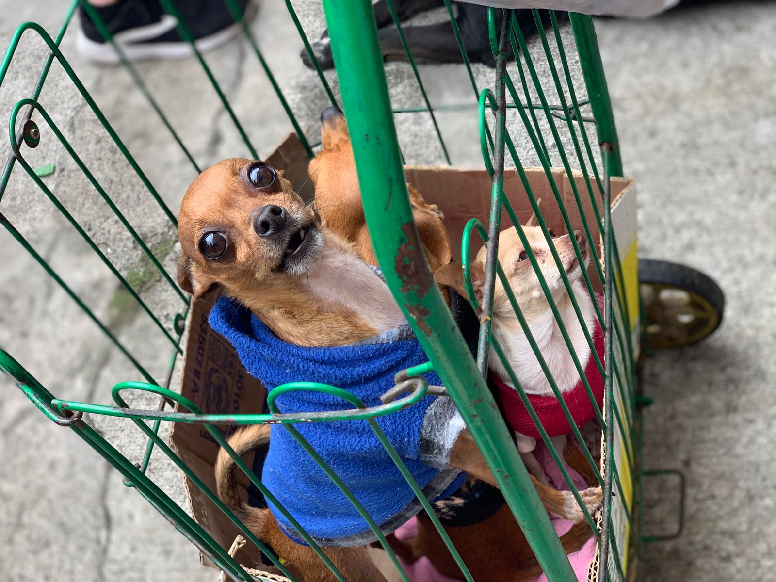 Mascotas fueron vacunadas contra el moquillo en San Cristóbal