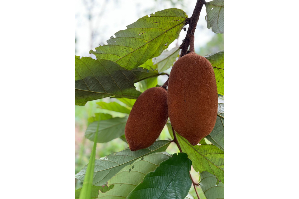 El producto que demostró la posibilidad de negocio con ingredientes amazónicos