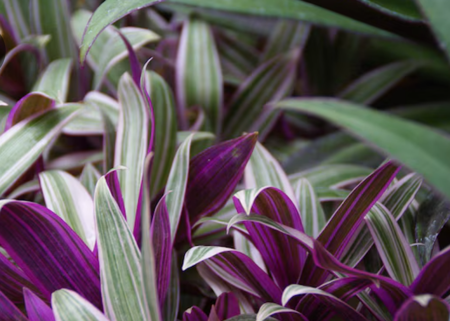 Maguey morado: la planta tropical de colores intensos que transforma cualquier espacio