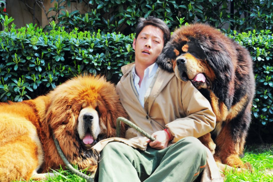 Venden un perro en China por 2 millones de dólares