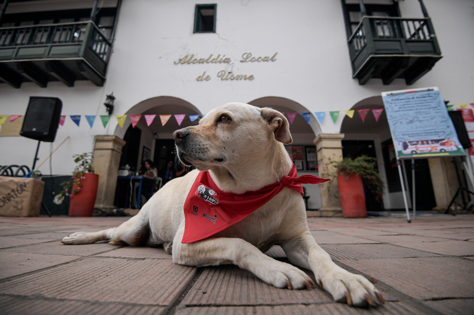 El bus que recorre el sur de Bogotá atendiendo a los animales en condición de calle
