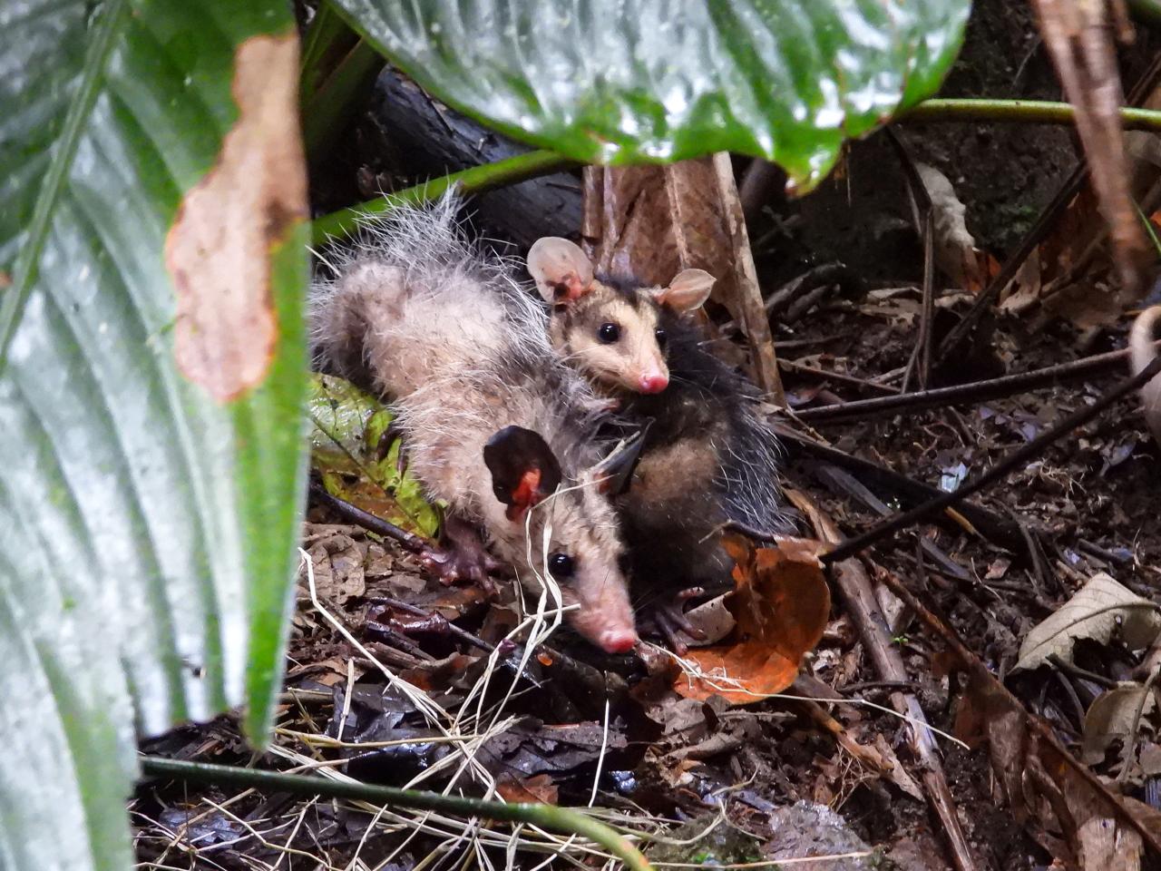 Buenas noticias: más de 1.500 zarigüeyas han sido rescatadas en Medellín