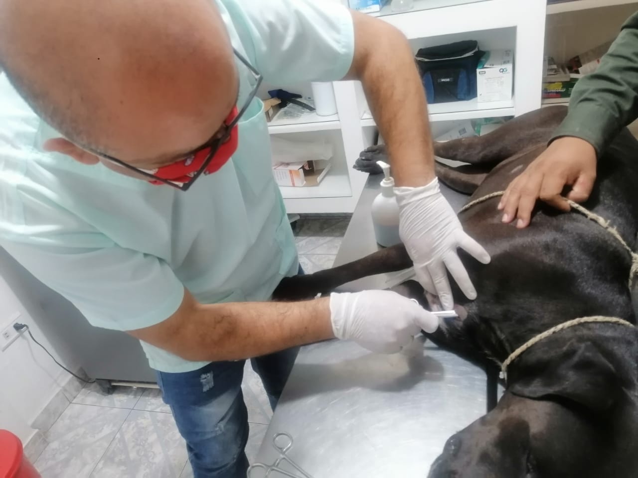 La herida que tenía la cachorra fue suturada.