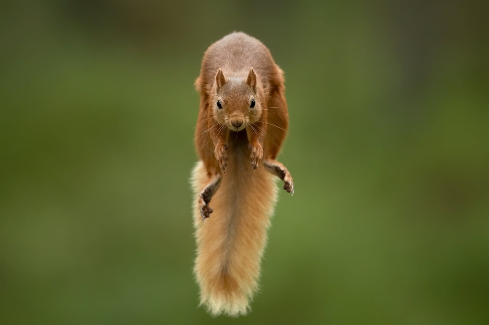 El salto, por Karl Samitsch:
En Escocia,  Samitsch fue a un bosque donde las ardillas rojas estaban acostumbradas a ser alimentadas. Mientras las ardillas saltaban entre las ramas, el fotógrafo usó el modo de ráfaga de alta velocidad para capturar el momento.