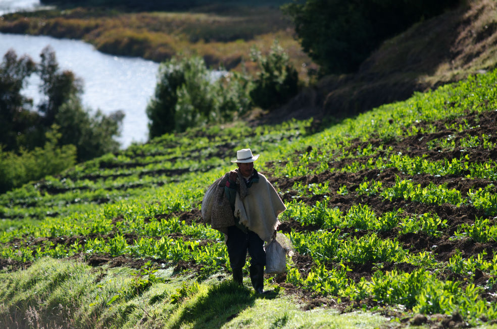 Minagricultura abrió convocatoria para pequeños productores: así puede aplicar