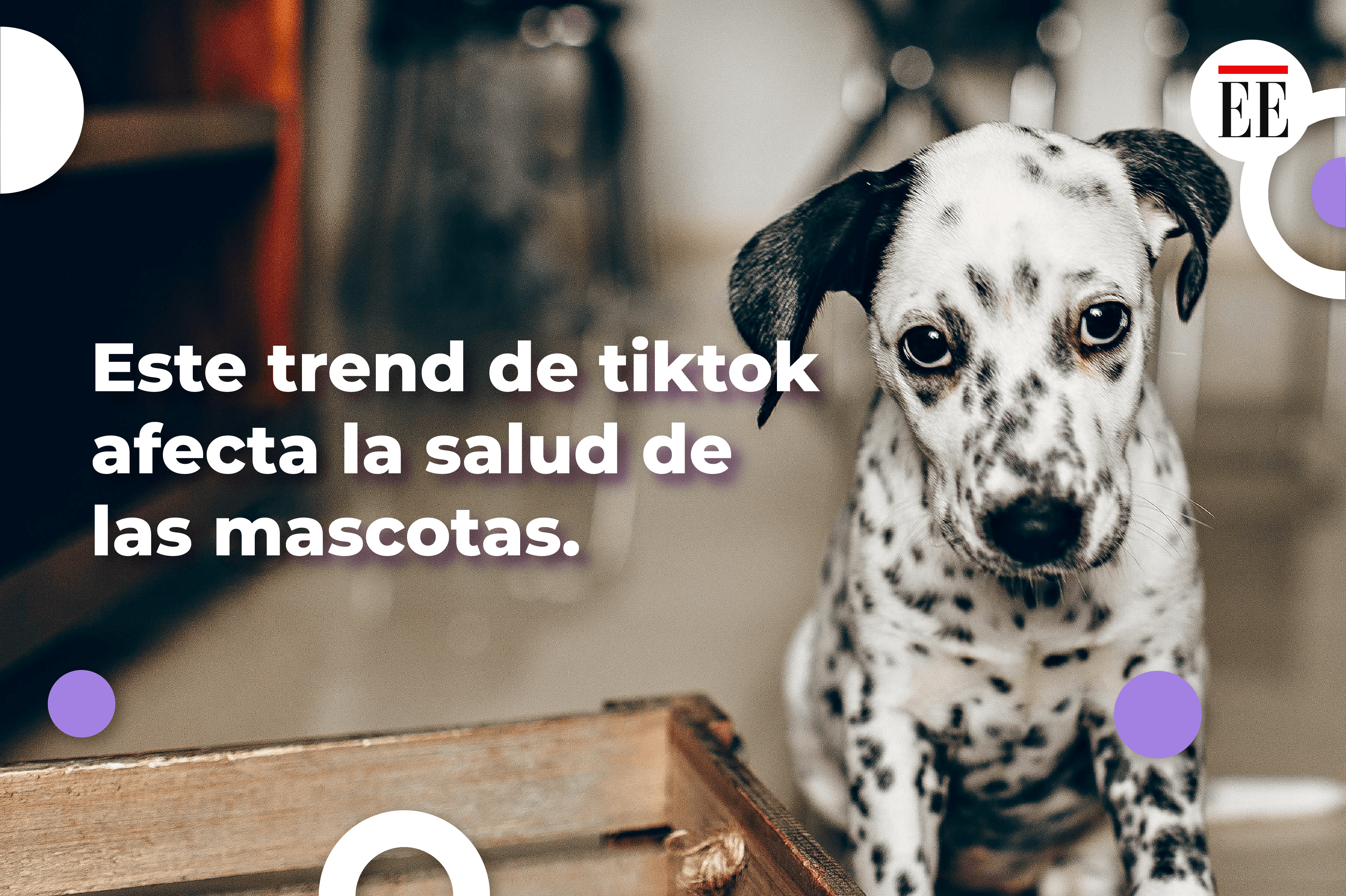 Este famoso trend de TikTok puede afectar la salud de perros y gatos