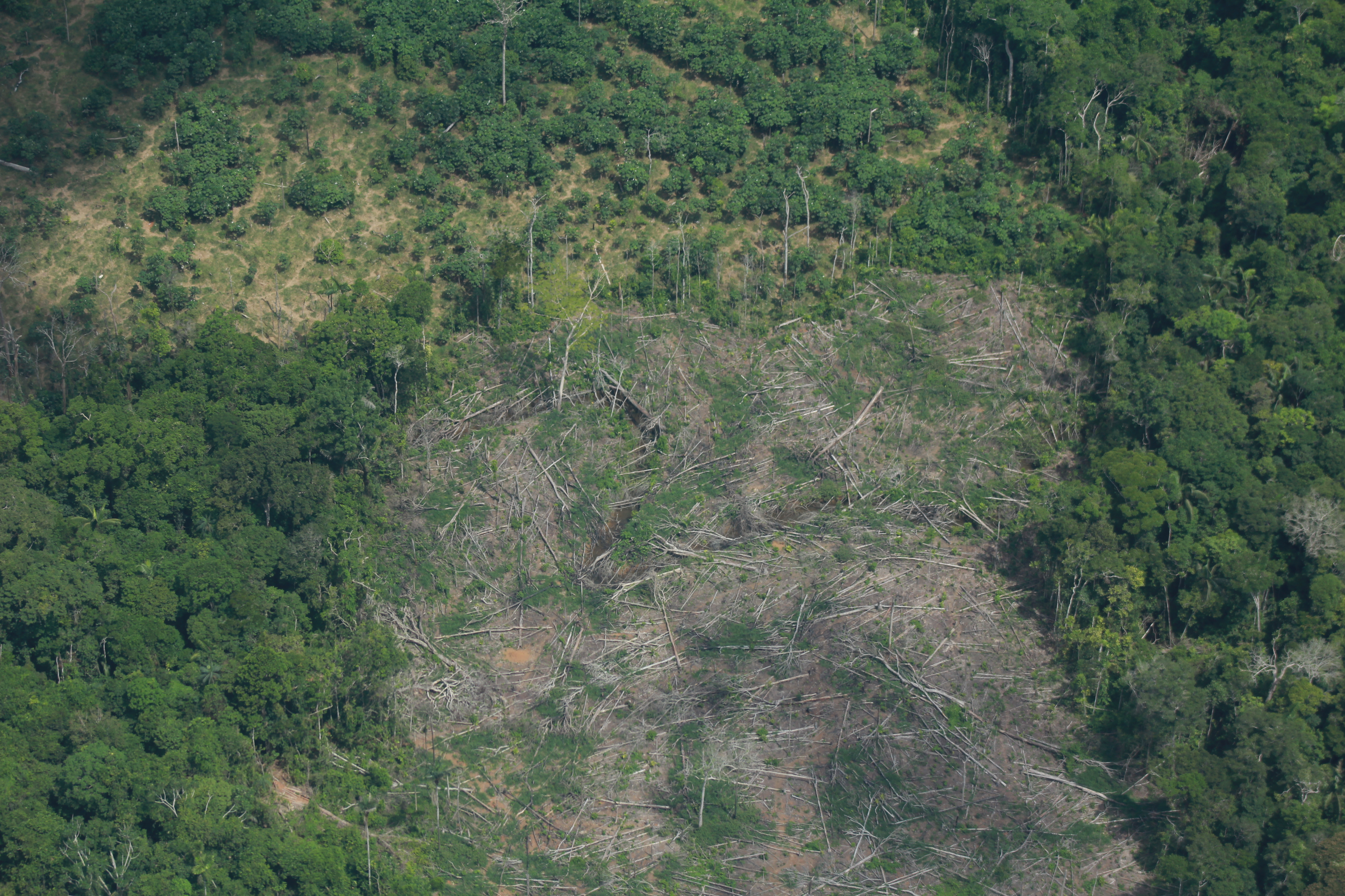 Biodiversidad en la transición política: falencias, logros y procesos para la sociedad