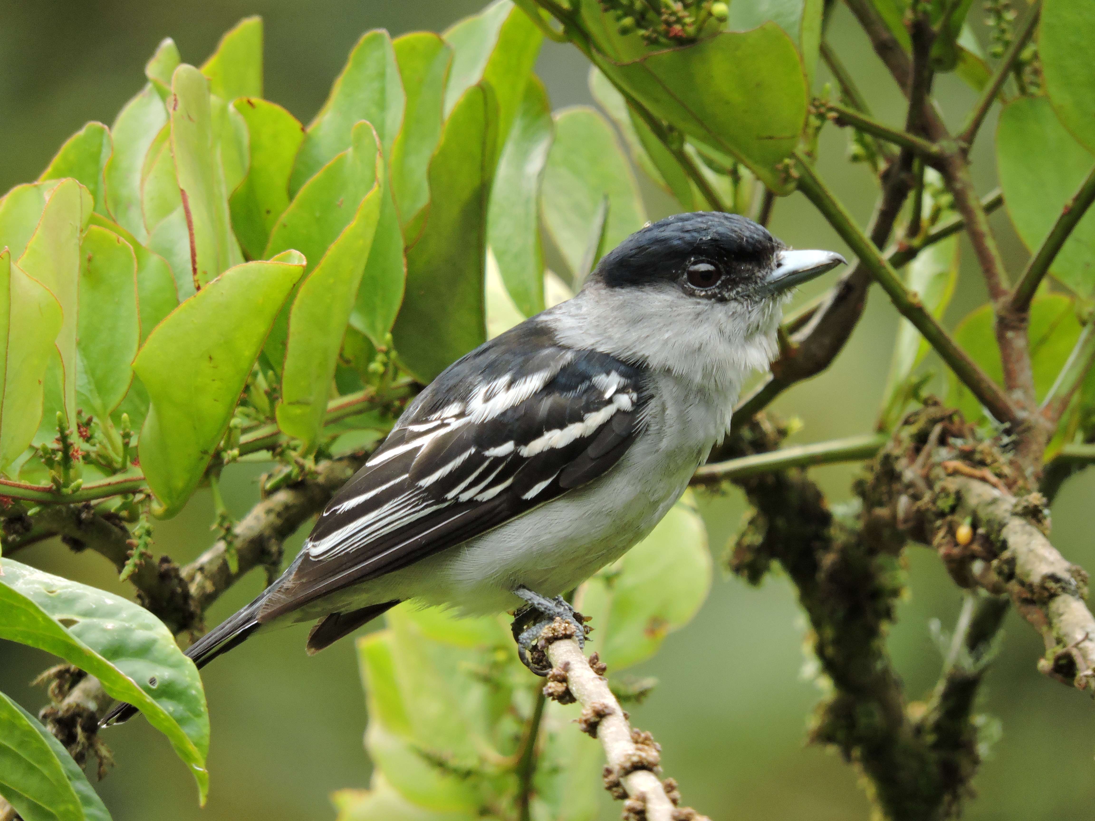 Nuevas especies de aves en Medellín