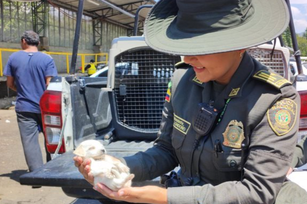 Vuelve y juega: rescatan a cachorro abandonado en una bolsa de basura en Medellín