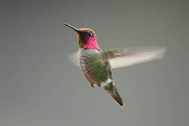Los comederos de jardín están impulsando una evolución sorprendente en estos colibríes