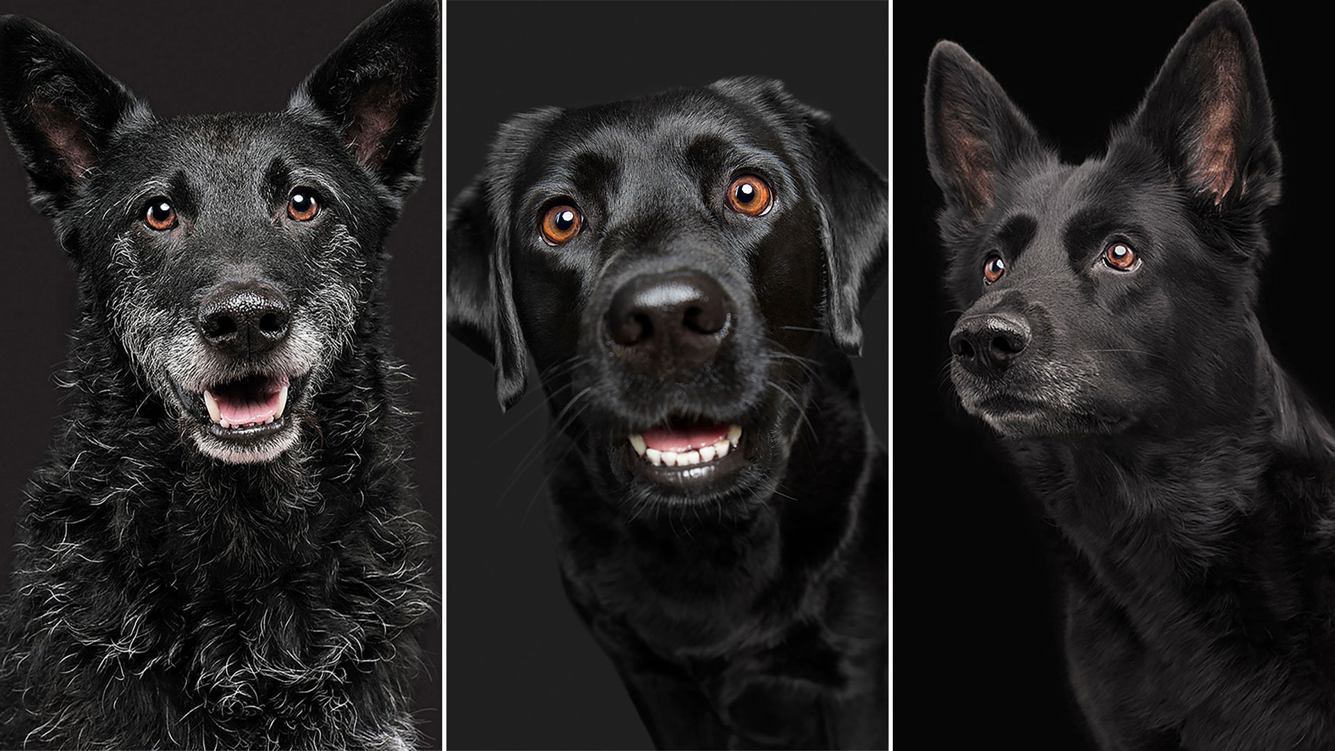 ¿Por qué es bueno tener un perro negro en casa?