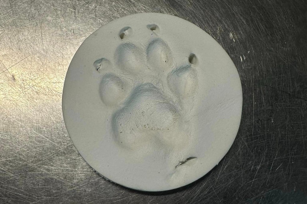 El perro Argo fue, sin duda, un símbolo de Pompeya.