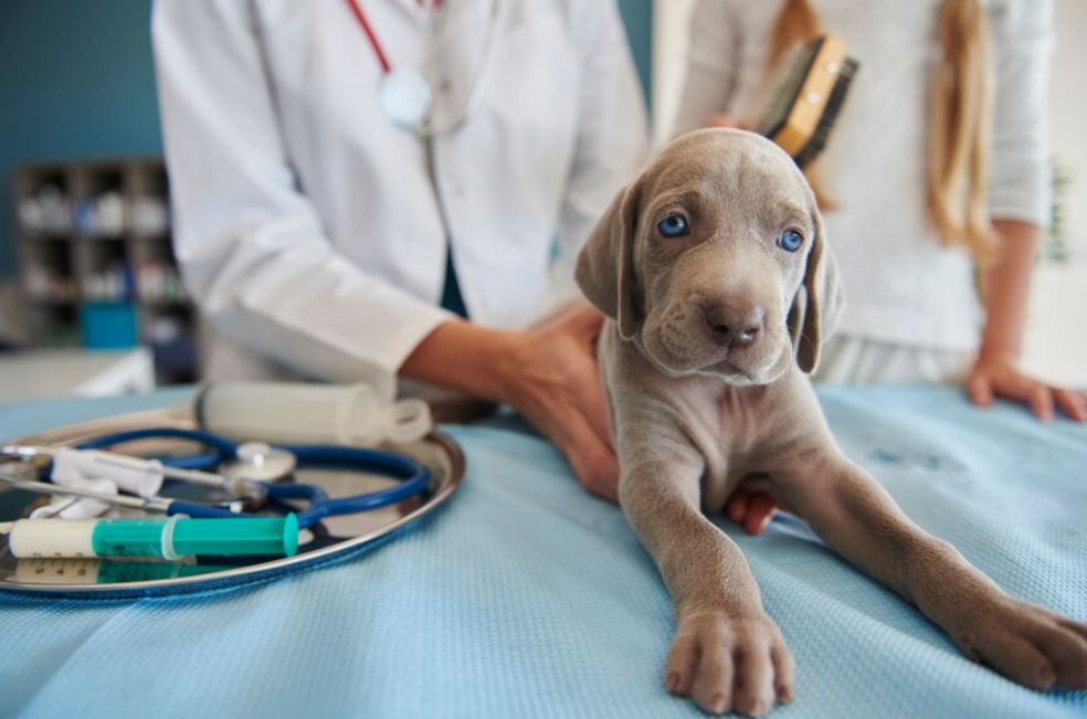 Estudiar el cáncer en perros está ayudando a entender mejor la enfermedad en humanos