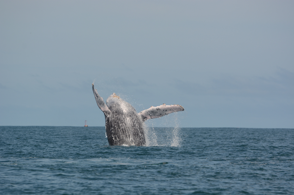 Según expertas como Lilian Flórez, de la Fundación Yubarta, algunas de las acciones que se pueden emprender para conservar y proteger a las ballenas son que las recomendaciones para hacer avistamiento de ballenas pasen a ser normativa, que se establezcan rutas para el tránsito de las embarcaciones, entre otras. Sin embargo, advierte, se requiere sobre todo una acción coordinada entre todos los países del Pacífico sudeste.