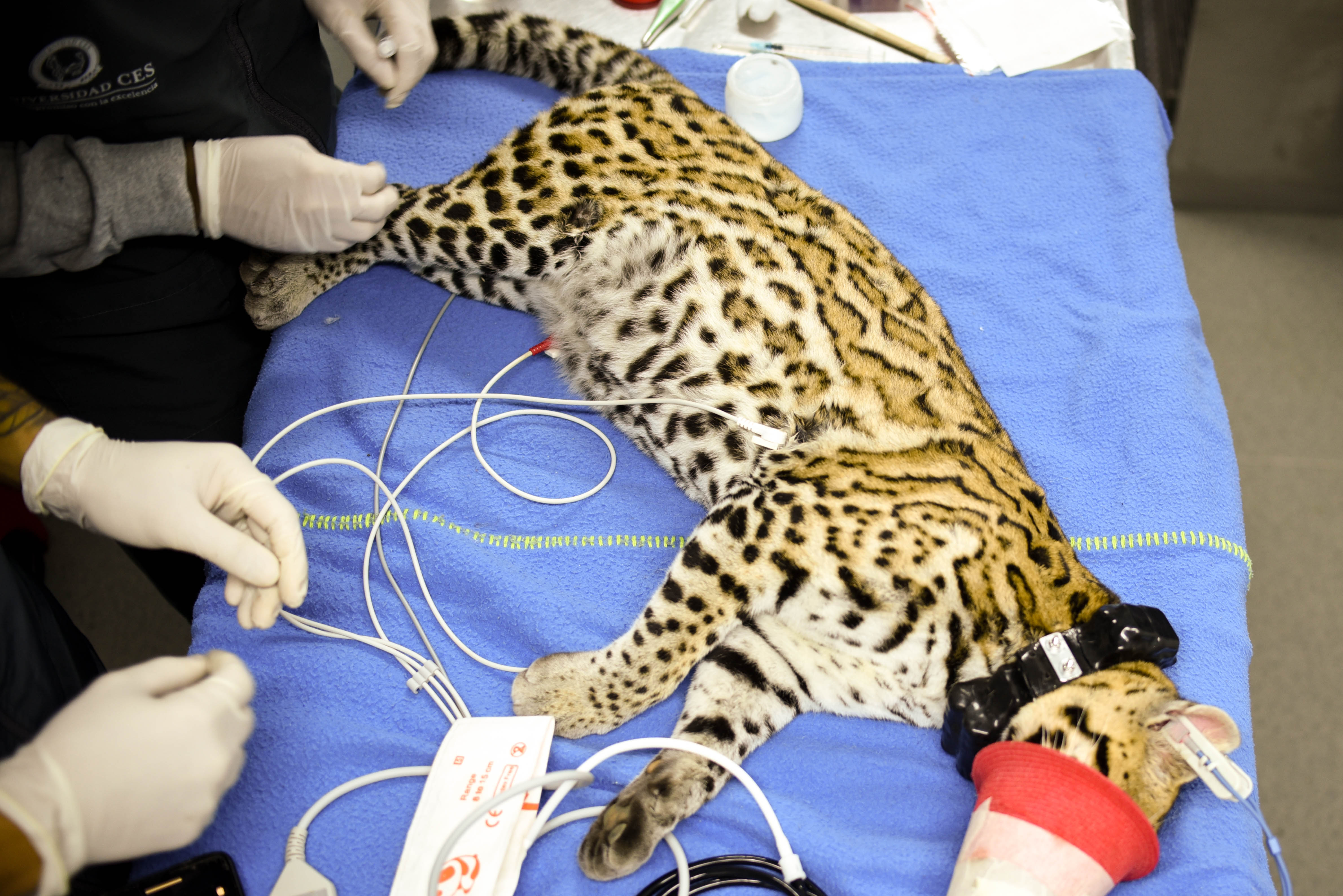 El felino es rastreado con tecnología satelital, con el objetivo de conocer y analizar sus desplazamientos y así establecer su capacidad para sobrevivir.