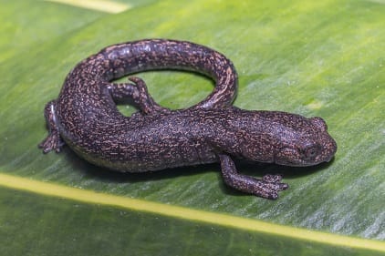 Expedición biológica Chingaza