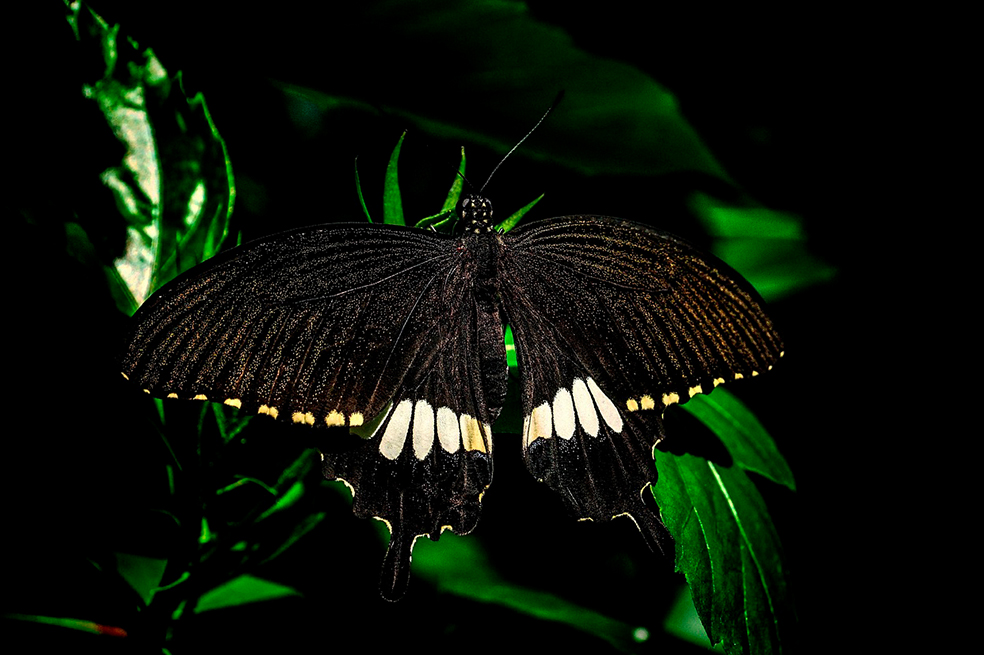 ¿Qué significa ver una mariposa negra? Esto es lo que debes hacer