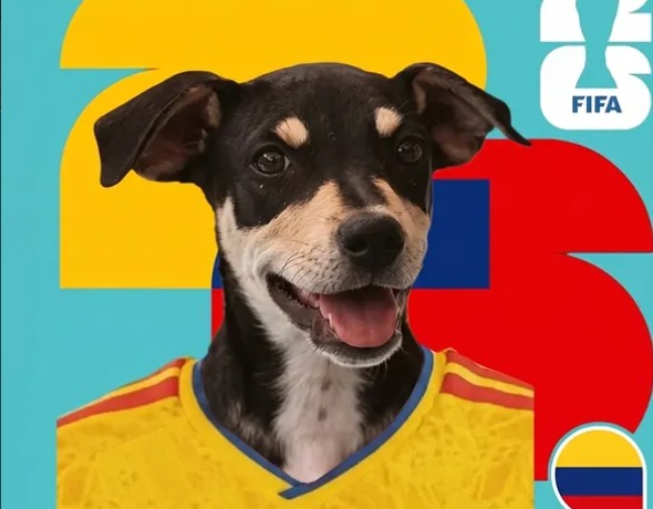 Perros rescatados predicen partidos del Mundial para encontrar una familia