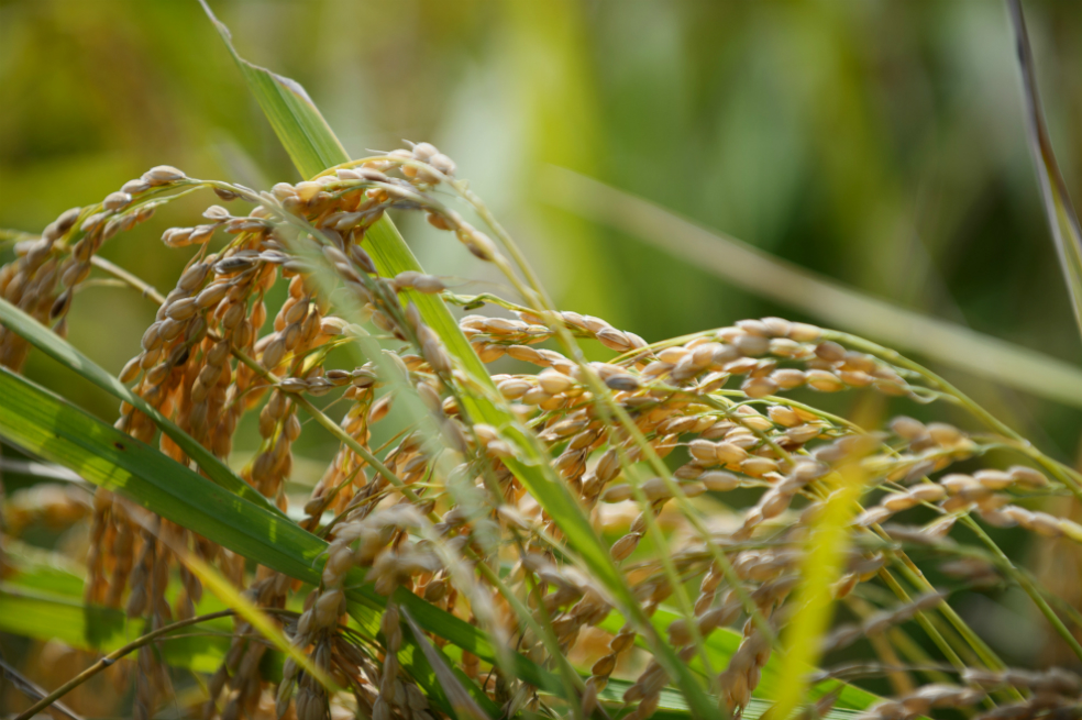 En cuatro meses los créditos para el sector agropecuario llegaron a $5 billones