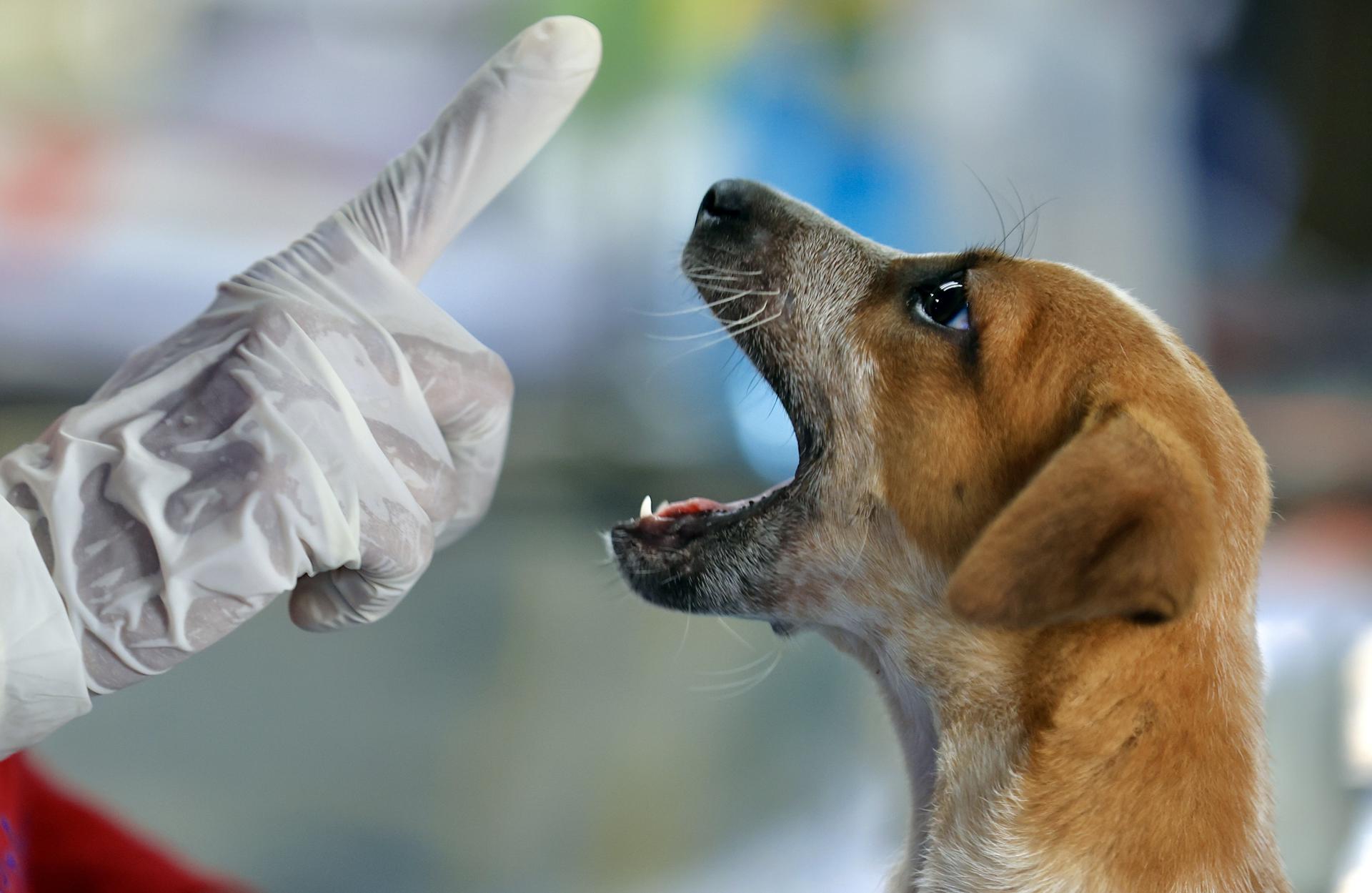 Así fue como la pandemia por covid-19 afectó el comportamiento de los perros
