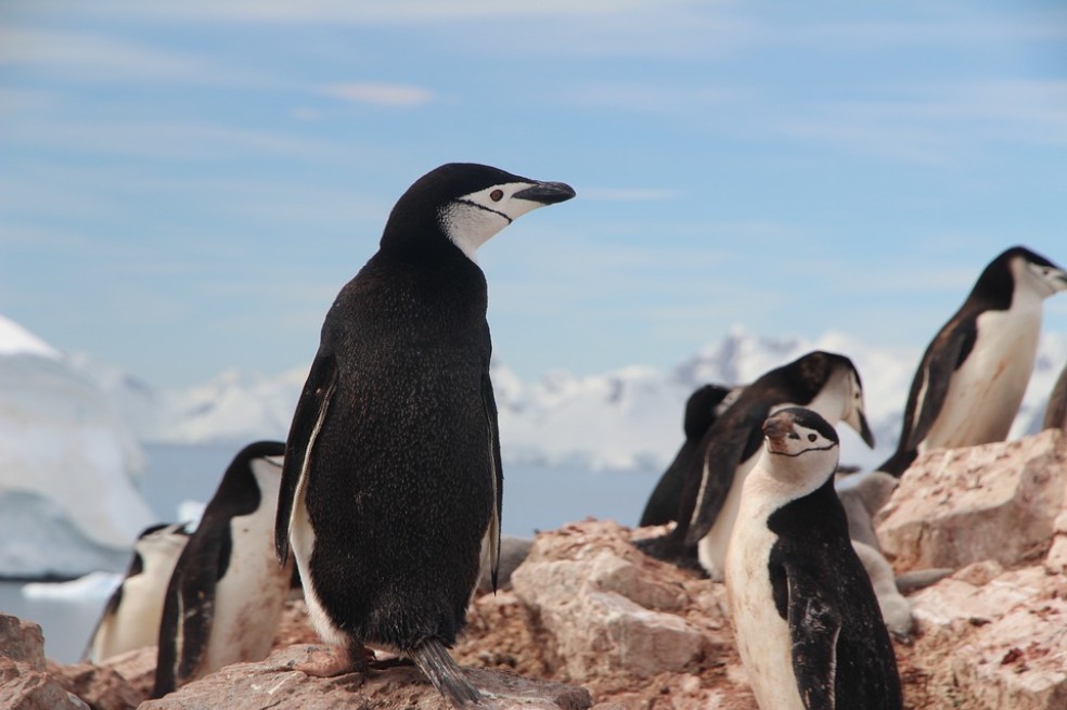 Hallan microplásticos en la dieta de los pingüinos de la Antártida
