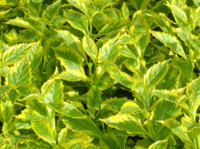 ¿Cómo cuidar de la Duranta? La planta de follaje verde claro que le encantará