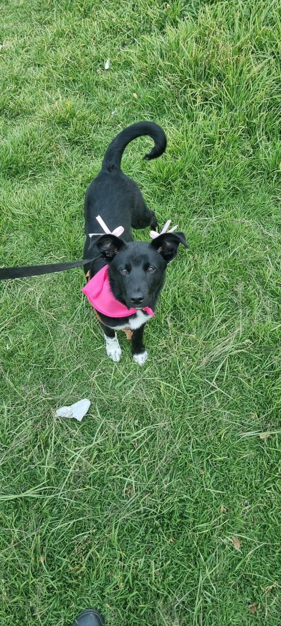 ¿Quiere adoptar un perro o gato? Estos animales buscan hogar responsable en Bogotá