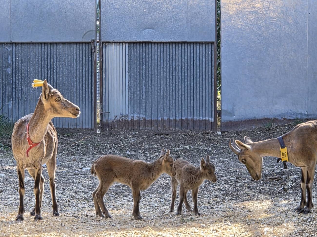 Por primera vez logran nacimiento de cabras salvajes con células recuperadas tras la muerte