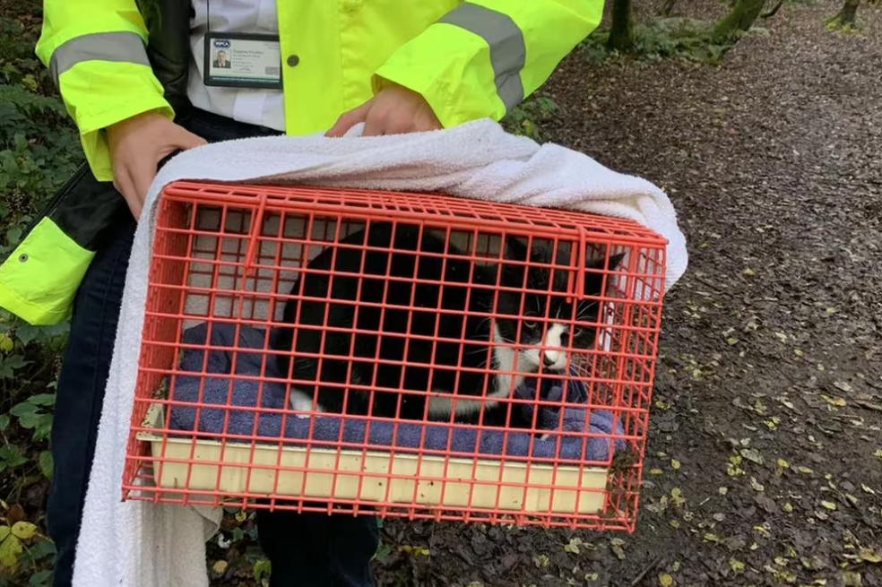 Lealtad animal: perro rescata a su amigo gato de un pozo profundo