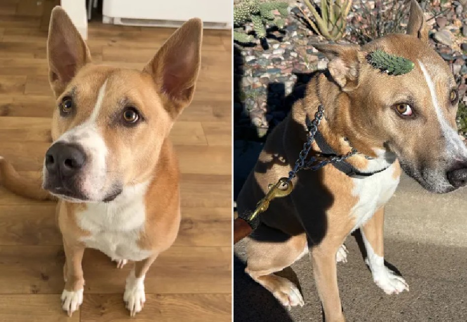 Así fue el rescate de perrito que terminó con un cactus en la cabeza durante un paseo
