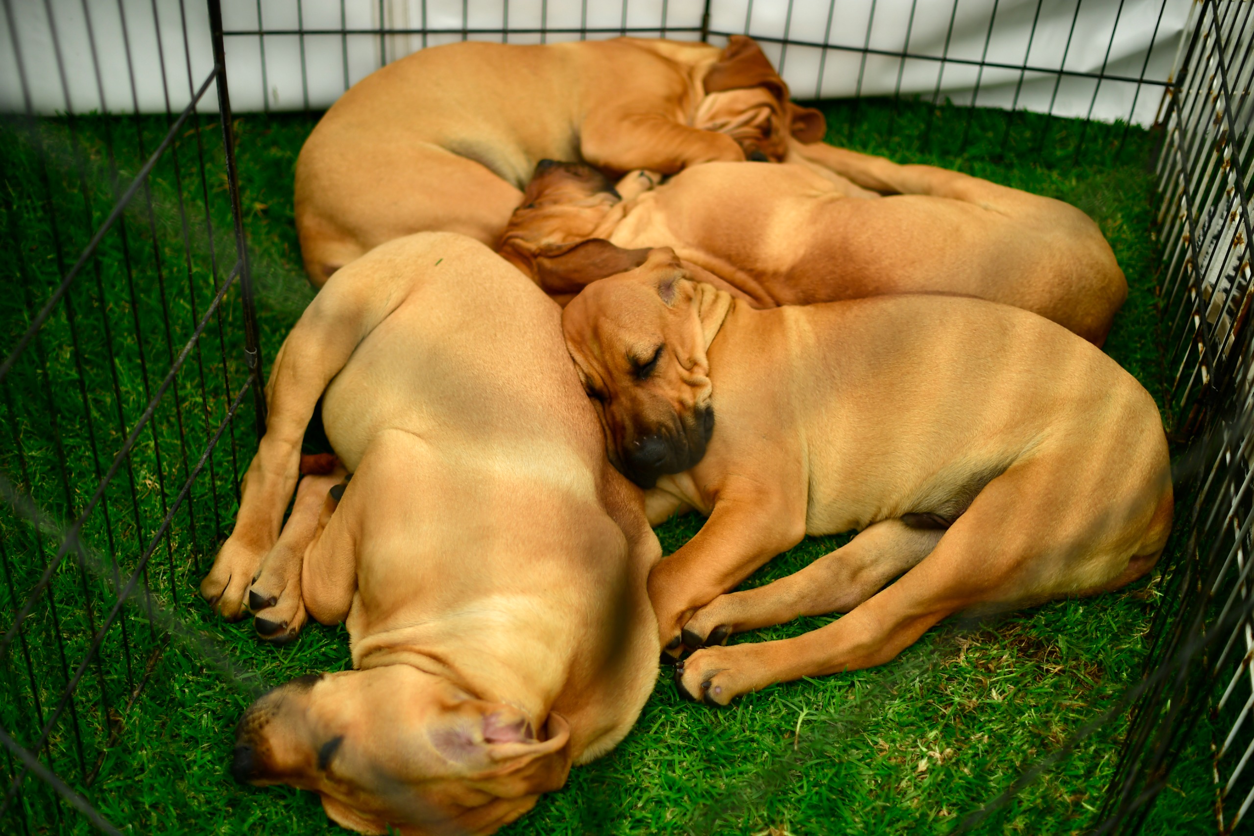 Criaderos de perros en Colombia: cómo operan y qué debe saber