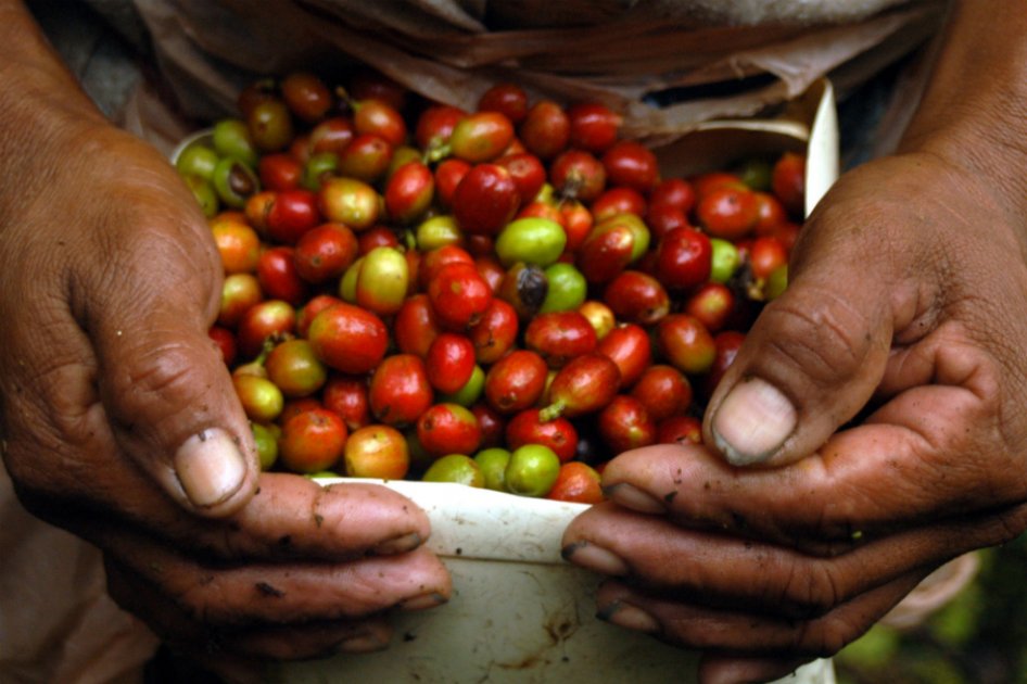 Fenómeno de El Niño ha afectado cerca de 1,5 millones de sacos de café