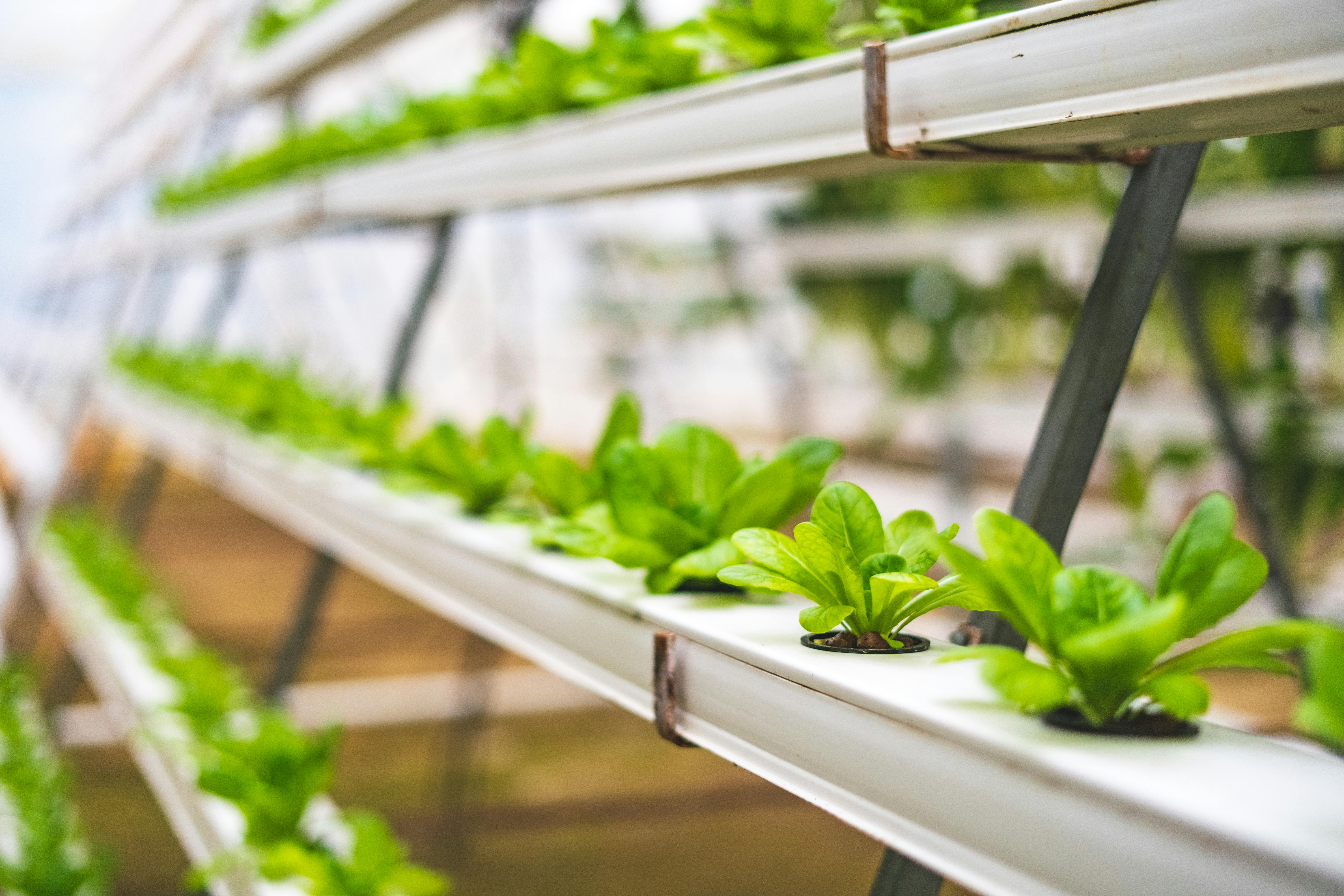 El cultivo hidropónico es aquel que prescinde totalmente de la tierra para cultivar los alimentos