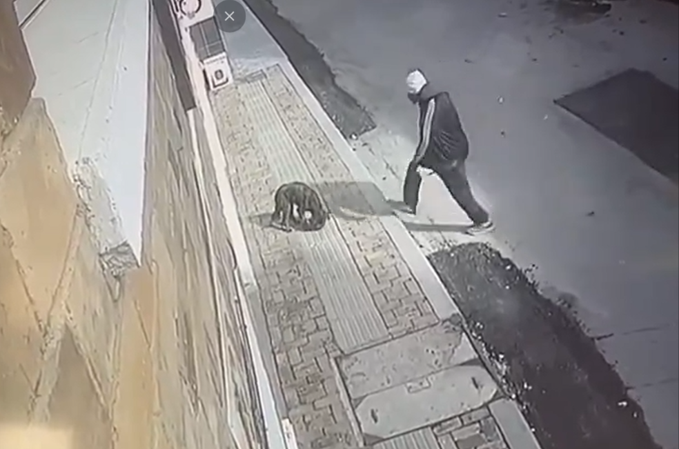 Maltrato Animal en Sogamoso