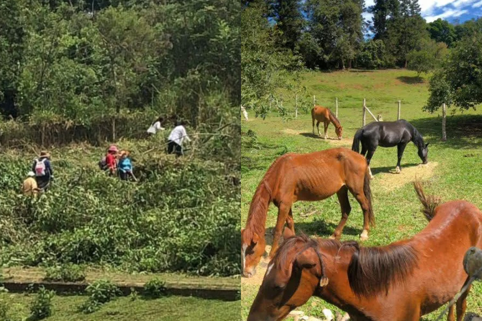 Alerta por invasión en predio de la fundación Paz Animal en Dagua, Valle