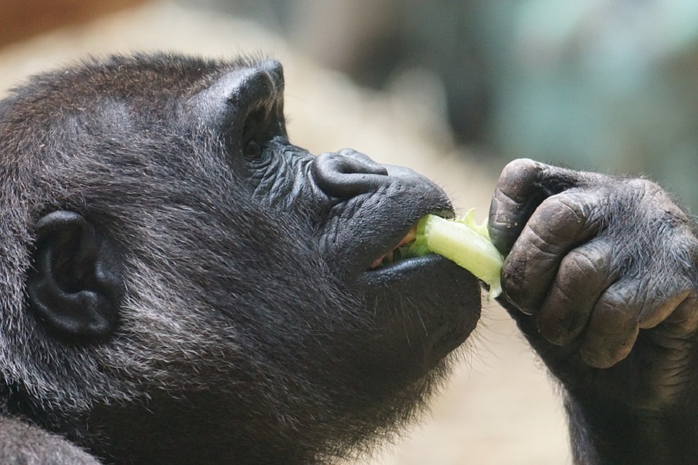 Los gorilas limpian sus alimentos antes de comerlos