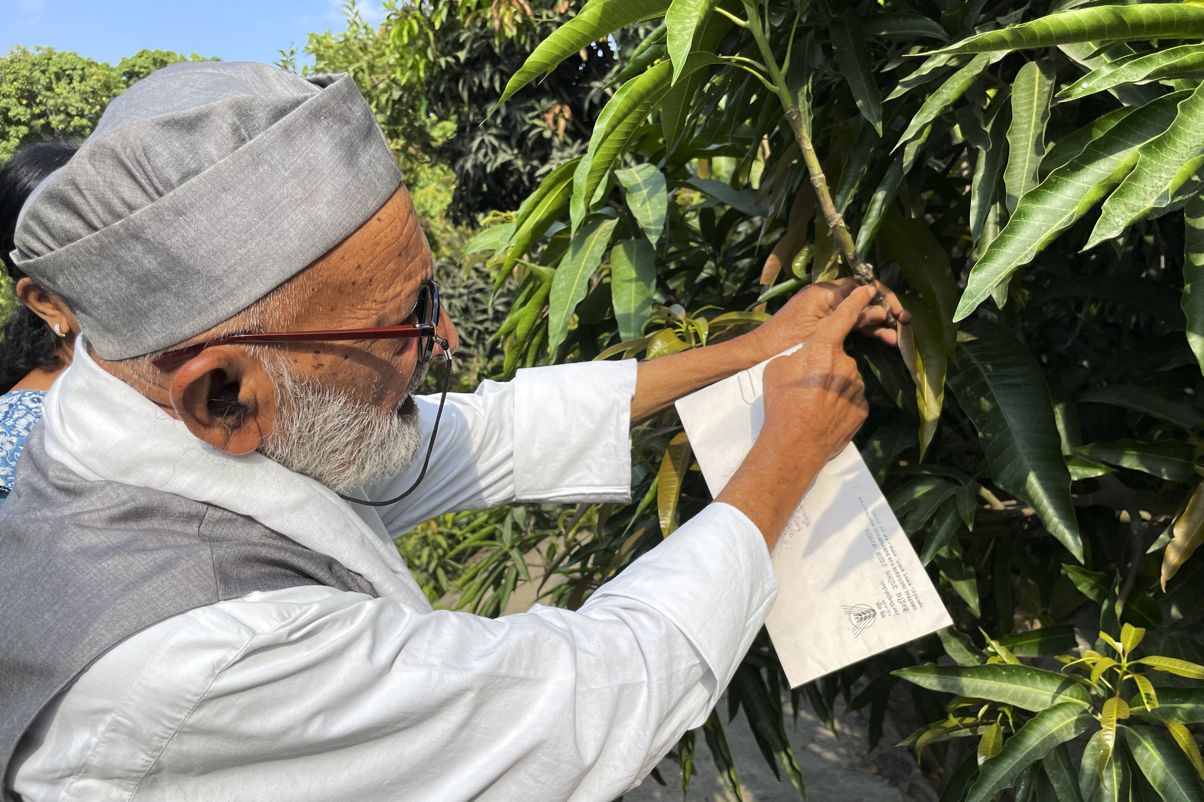 Kaleem Ullah Khan, el indio que cultiva 300 variedades de mango con un solo árbol