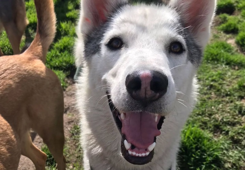 Alana, la husky que fue comprada por su apariencia y abandonada por “ser activa”