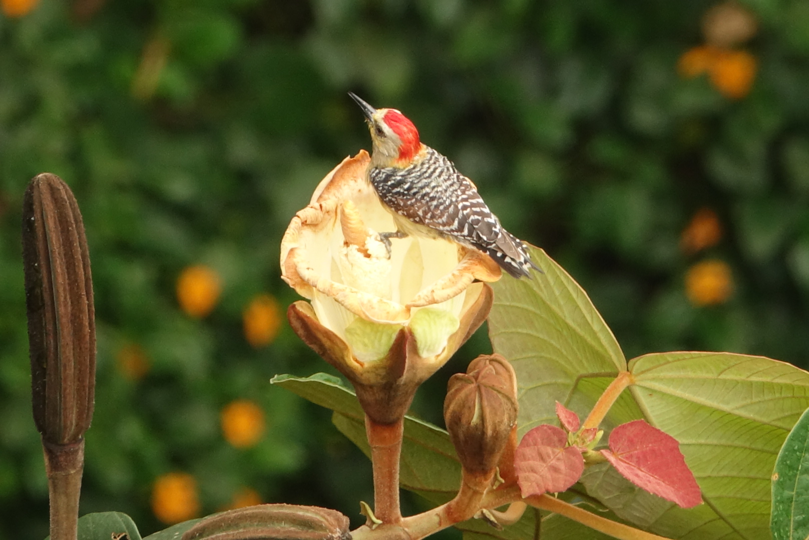 Carpintero
