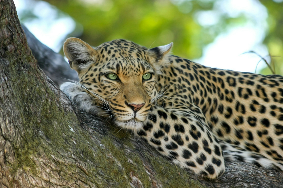 Después de una semana fugado, leopardo regresa a parque indio