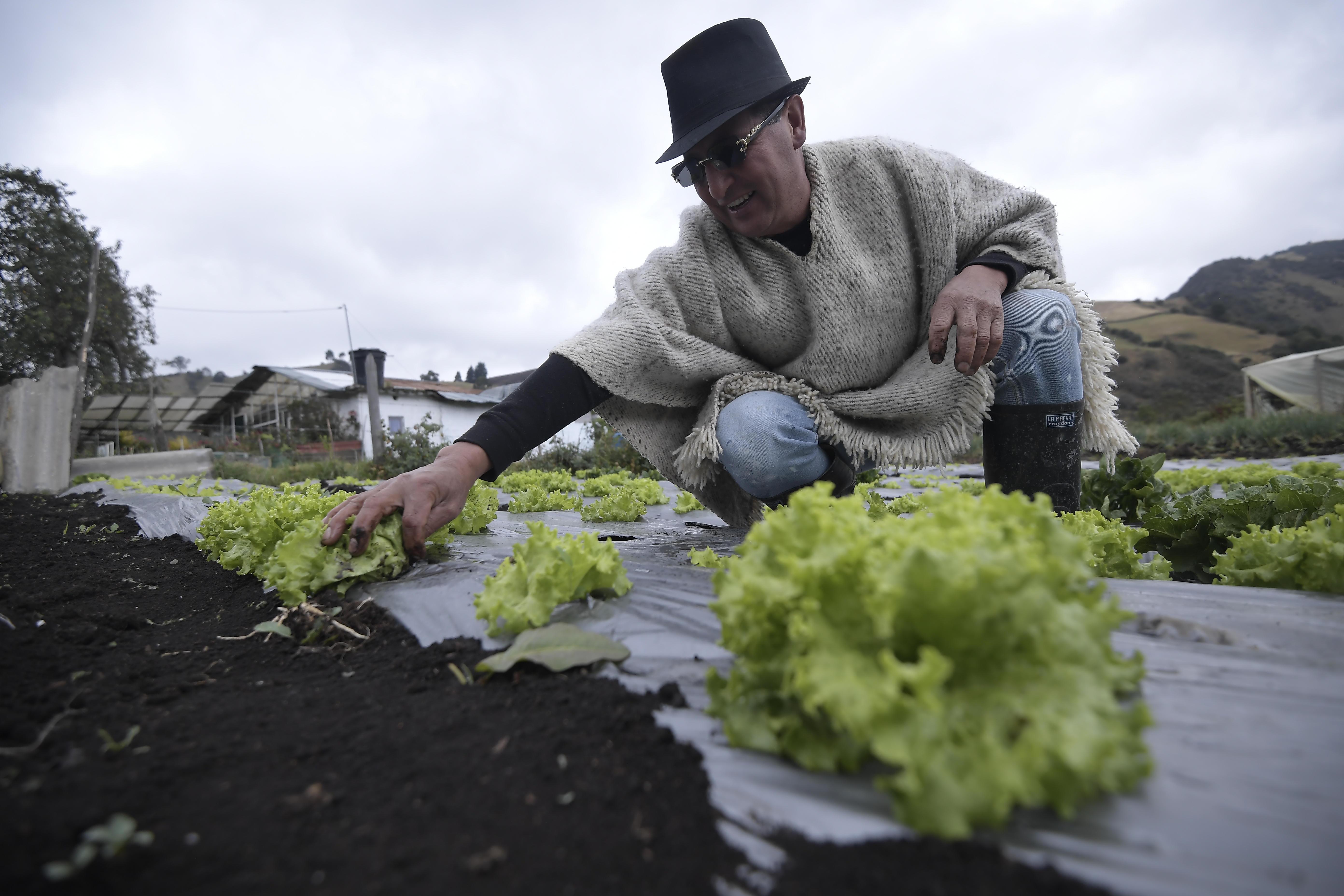 Campesinos colombianos podrán vender productos a través de subasta internacional