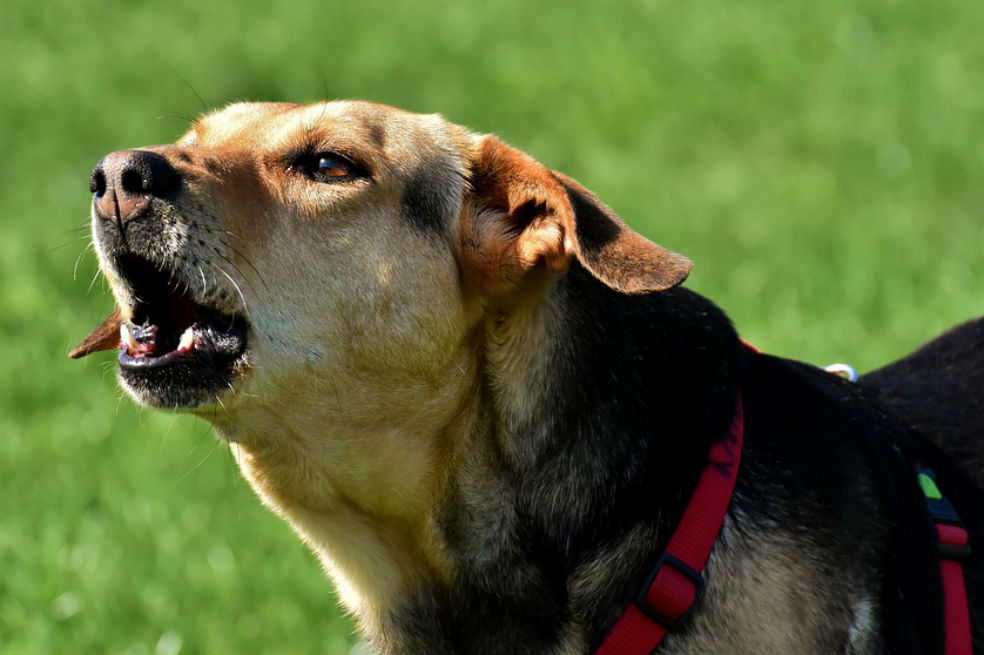 Entrenan perros para dar con violadores