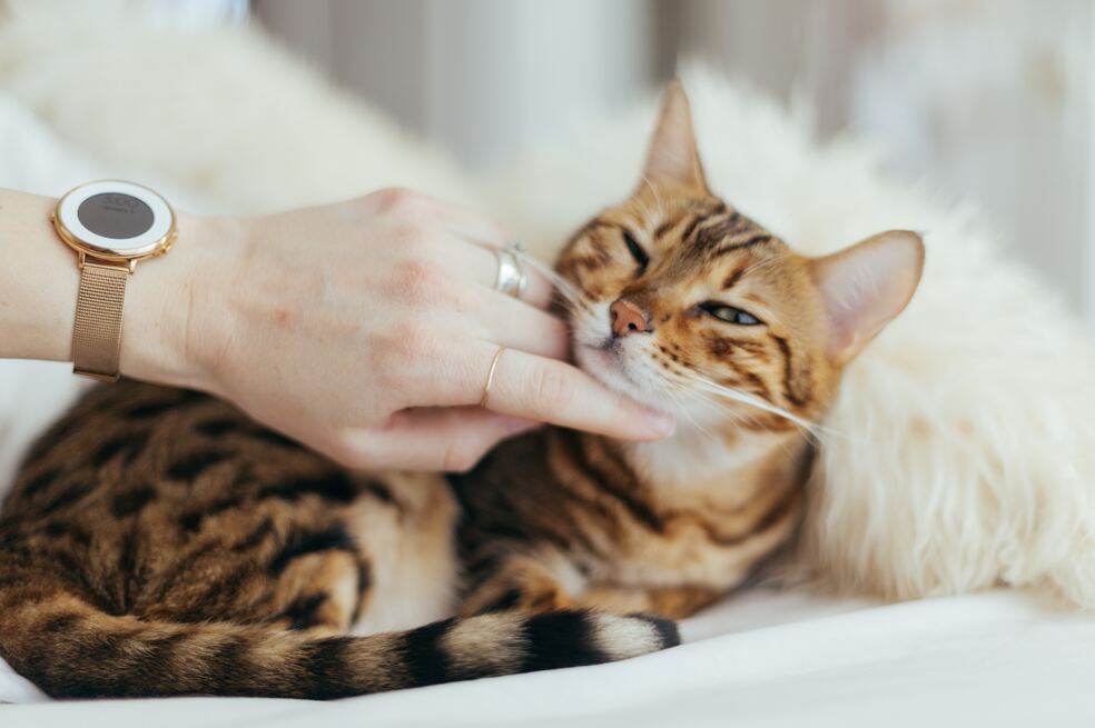 ¿Por qué mi gato ya no me ronronea? Esto significa