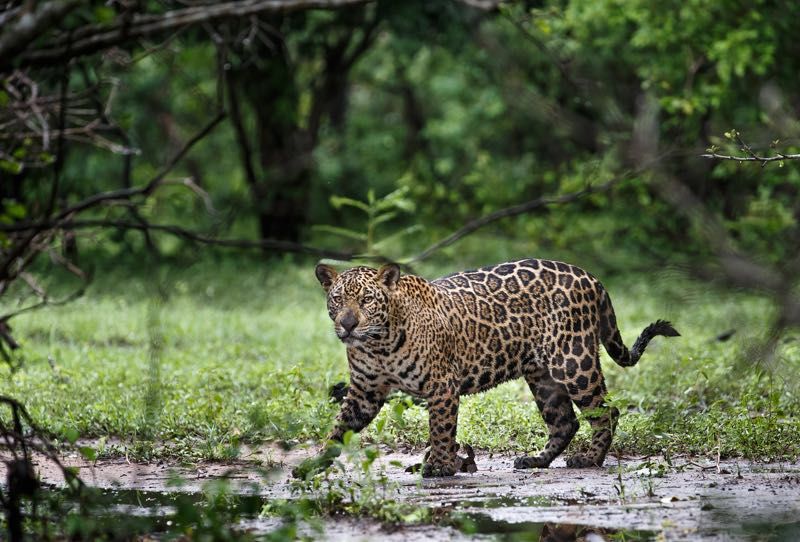 Conexión Jaguar: siete años del compromiso de ISA con la biodiversidad