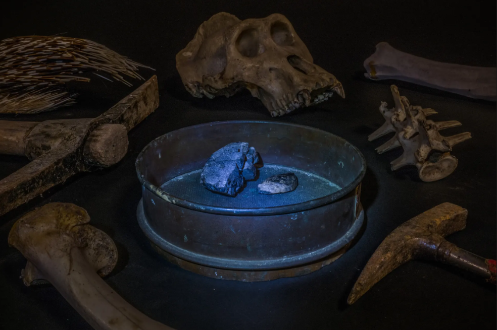 Se busca: Aquí Jaschinski lo rodea de herramientas de minería y restos de animales afectados por la industria, todos ellos incautados por las autoridades aduaneras: un cráneo de gorila, vértebras y huesos de patas, y púas de puercoespín.
