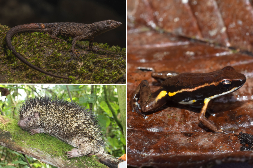 Lagarto espinoso Echinosaura embera. / Puercoespín Coendou vossi.  / Rana Epipedobates currulao.