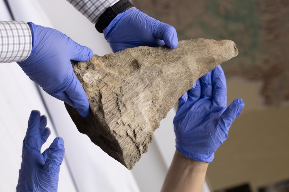 Mineros de oro encuentran accidentalmente una momia de rinoceronte lanudo en Rusia