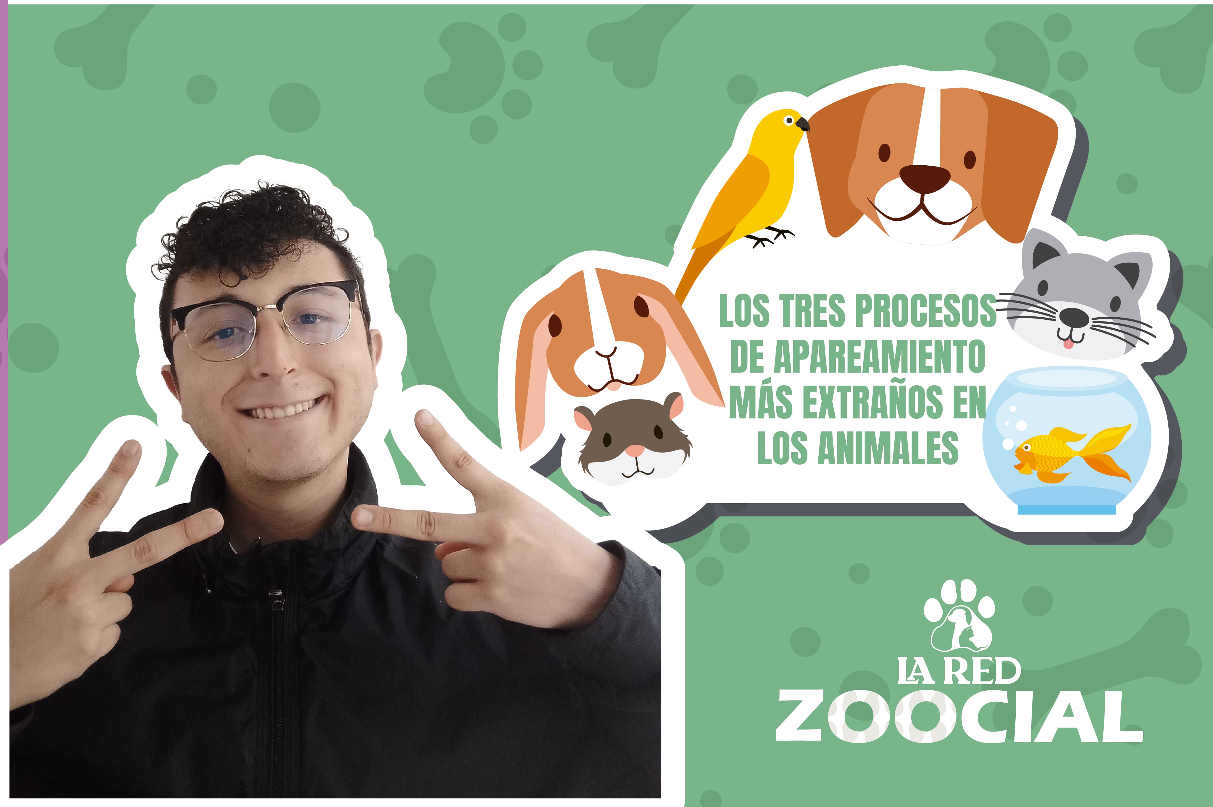 (VIDEO) Los tres procesos de apareamiento más extraños en animales, ¿los conocía?