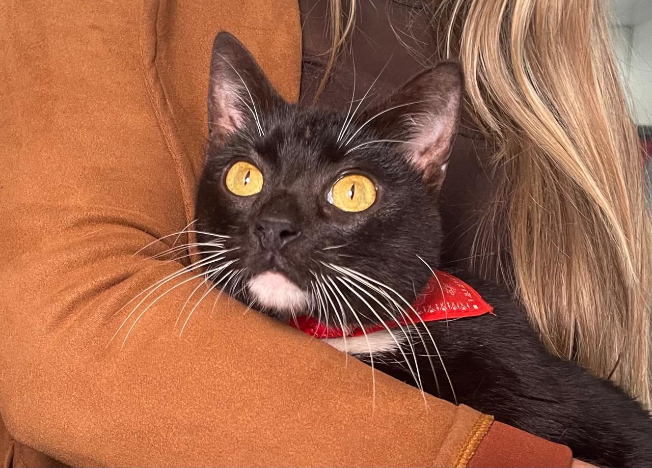 Andy, el gato que perdió su pata en un accidente y ahora busca un hogar