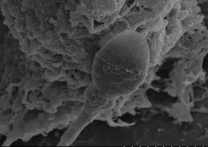 Un estudio de la Universidad de Adelaida ha descubierto que la falta de gravedad afecta negativamente a la capacidad de navegación de los espermatozoides. /Laboratorio de Biología de Espermatozoides y Embriones, Universidad de Adelaida.